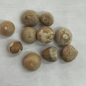 Pack of 10 whole beetle Nuts
